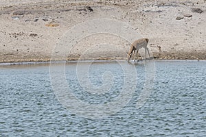 Mesopotamian fallow deer drinking water