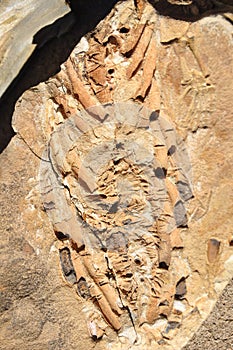 Mesosaurus Funde auf der Spitzkoppe Farm nahe Keetmanshoop in de photo
