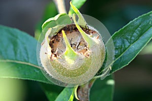 Mespilus germanica has green-brown edible fruit