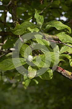 Mespilus germanica tree in bloom