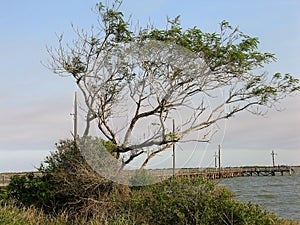 Mesquite on the bay