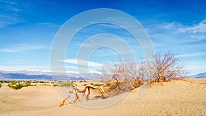 Mesquite Flat Sand Dunes