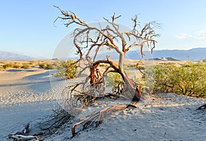 Mesquite Flat Sand Dunes, Death Valley