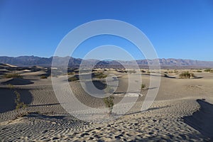 The Mesquite Flat Sand Dunes with sparse vegetation in front of the Cottonwood Mountains, in Death Valley National Park