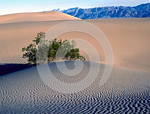 The Mesquite Sand Dunes in Death Valley