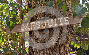 Mesquite Sign on Mesquite Tree