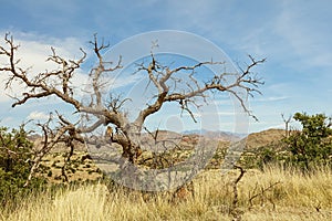 Mesquite tree dead snag blue sky