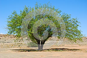 Mesquite tree in desert