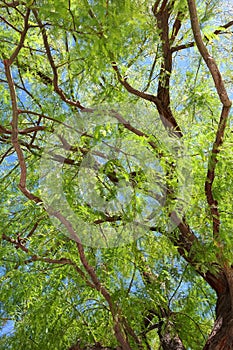 Mesquite Tree Foliage