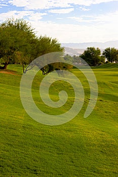 Mesquite Tree on Golf Course