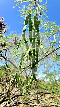 Mesquite Tree Green String Bean Pods Hanging off Vine Branches  Sky Scene  Nature Photography