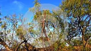 Mesquite Tree Limb Hanging and Blue Skies