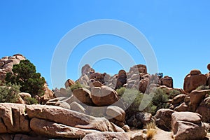 Mesquite tree and scrub bush growing on rock formations in Joshua Tree National Park