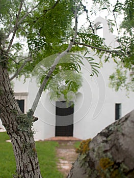 Mesquite Tree with Spanish Mission in Background Goliad Texas photo