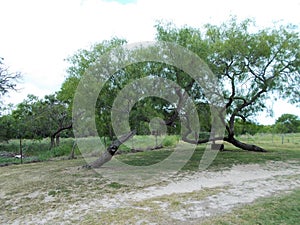 Mesquite Trees