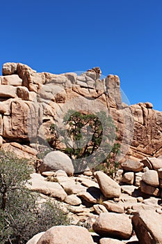 Mesquite trees growing in unique rock formations in Joshua Tree National Park, California