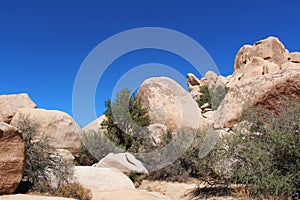 Mesquite trees and scrub brush growing in unique rock formations at Hidden Valley Picnic Area Trail in Joshua Tree National Park