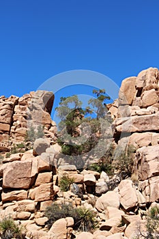 Mesquite trees, yucca and scrub brush growing through rocks on the Hidden Valley Picnic Area Trail in California
