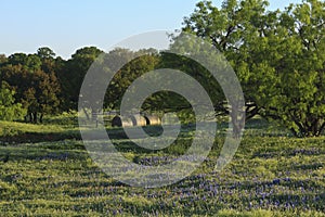 Mesquites with Wildflowers