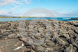 A Mess of Marine Iguanas