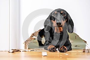 Mess and naughty dachshund puppy was locked in room alone and chewed hole in door to get out. Poorly behaved pets spoil