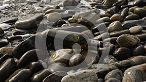 A message in a bottle from the ocean. Brown wine bottle closed with cork lies on the rocks. Little waves crash against