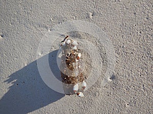 Message in a Bottle on the sandy beach