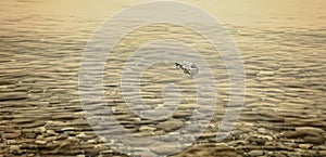 A Message in a Bottle at Sunset