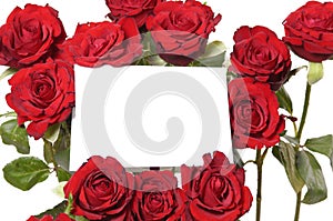 Message on red roses