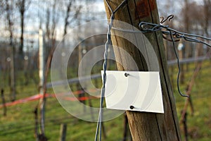 Message in the vineyard