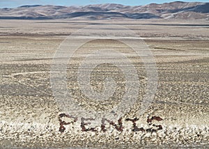 Messages in the desert. Penis