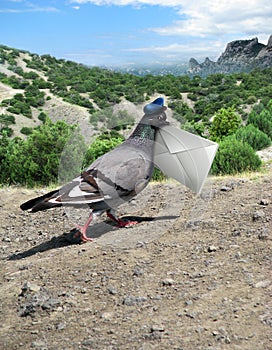 Messenger Pigeon With Letter on a mountain road