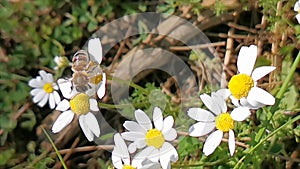 Messengers of spring, daisies and bees.