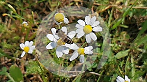 Messengers of spring, daisies and bees .
