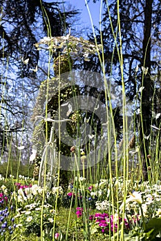 Messer Tulipano flowers