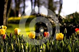 Messer Tulipano flowers