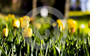 Messer Tulipano flowers
