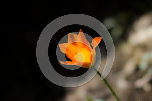 Messer Tulipano flowers photo