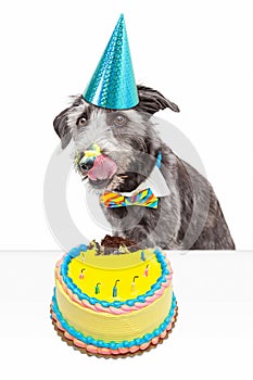 Messy Birthday Dog Eating Cake