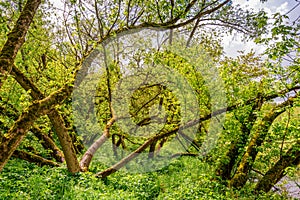 messy broken tree in green forest