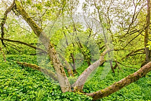 messy broken tree in green forest