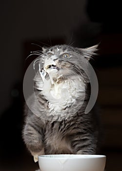 Messy cat smeared with jogurt