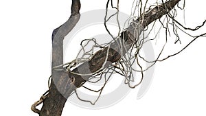 Messy jungle vines liana plant climbing hanging on jungle tree trunk and twisted around tree branch isolated on white background,