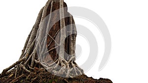 Messy tree roots over old stump, miniature bonsai tree isolated