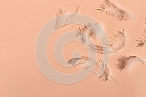Messy white feathers on peach texture background with natural sun light shadows. Peach fuzz , trendy color of 2024 year