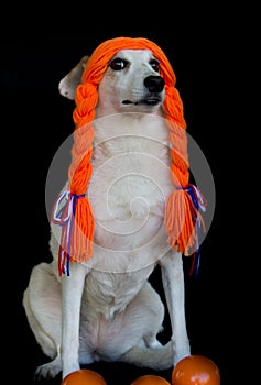 Mestizo dog with braids and orange balls celebrating the Koningsdag