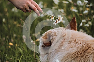 Mestizo white Swiss shepherd portrait close up on green background rear view. Human holds small bouquet of wild daisies in his