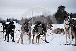 Mestizos are standing in harness and waiting for start of race or long distance running training. Team of sled dogs. The Northern