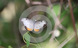 Mestra amymone butterfly dorsal view