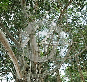 Mesua ferrea -(Nuga Tree in Sri Lanka)